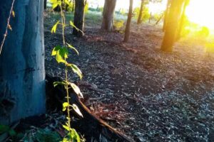 Escuelita 202Avondet