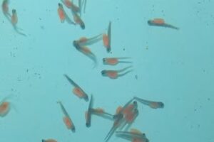 Estación de Piscicultura Esetp N 716 Casimiro Szlápelis