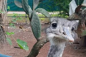 Granja Ecologica El Bracho