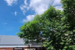 Habichuelas Maternal