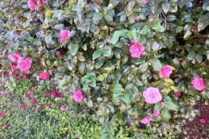 Instituto Agrotécnico Salesiano Pascual Gentilini