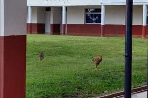 Instituto Concordia 0806