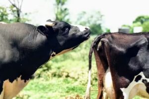 Instituto Padre Fahy