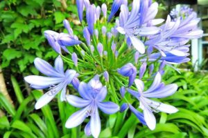 Instituto Pedro Poveda