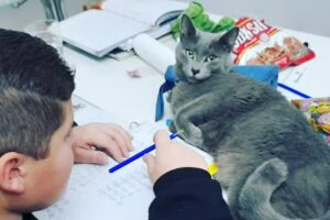 Instituto Pitágoras