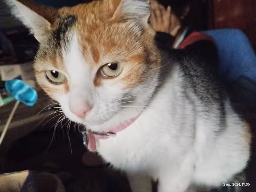 Jardin San Patricio del Chañar