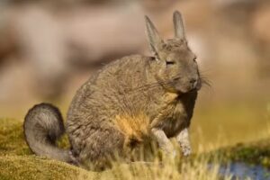 Madre Del Buen Consejo Anexo