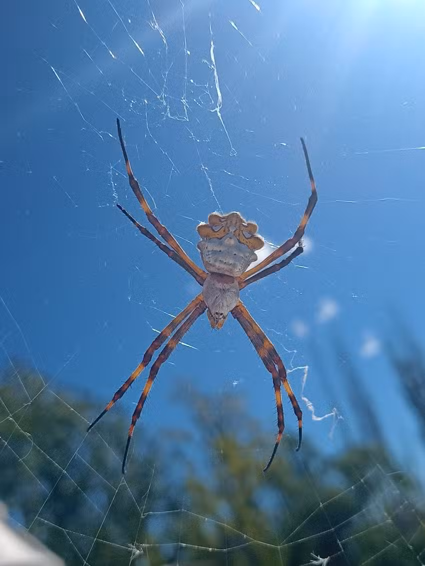 Proyecto Ambiental Escuela de Educación Ambiental Conectamos a las personas con la Naturaleza