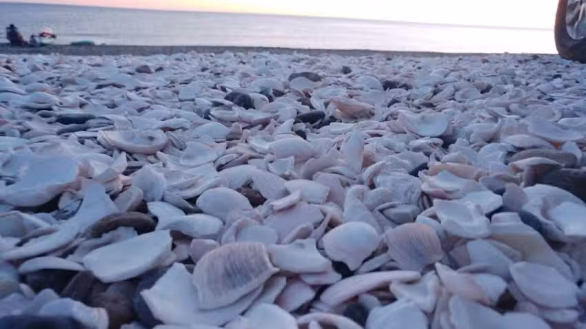 Restinga La Conchilla