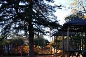 Risas de mi Tierra waldorf