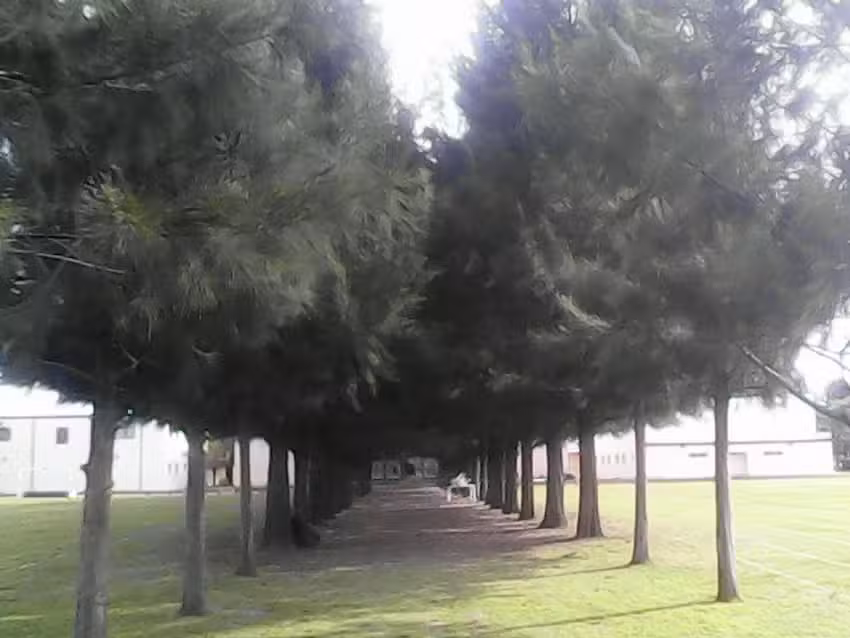 Saint Patricks College