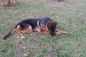 St Lukes College Haras Santa Maria