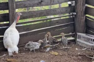 Thai Chacra Educativa