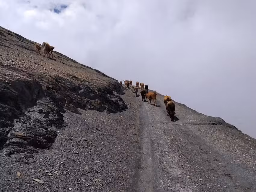 Varas Escuela nro 115